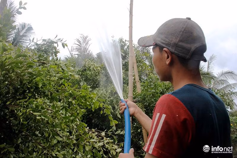 Vuon kieng tao hinh thu 40 nam o Ben Tre tat bat vao mua Tet-Hinh-8