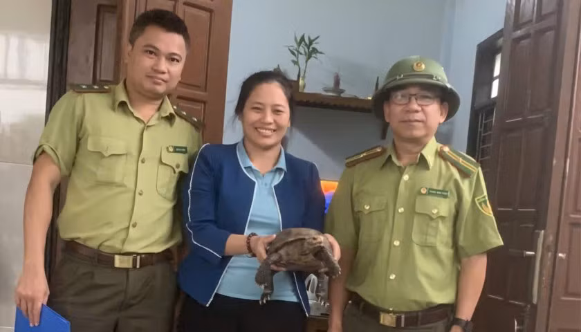 Quảng Bình: Tiếp nhận cá thể rùa núi viền quý hiếm Quang Binh: Tiep nhan ca the rua nui vien quy hiem
