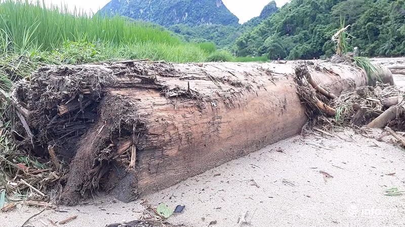 Sau lu, ban Sa Na o Thanh Hoa trong nhu ngay tan the-Hinh-4