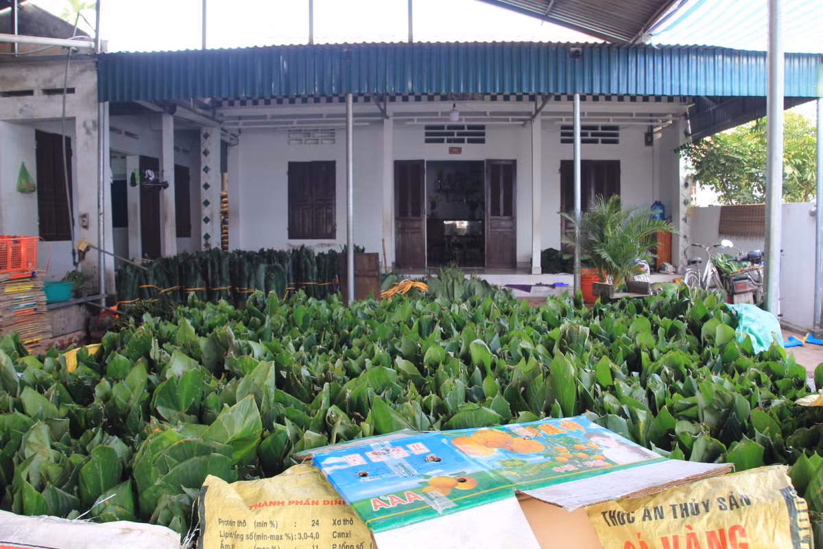 Tet o lang banh chung noi tieng Phu Tho-Hinh-2