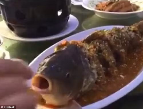 Một số thực khách đặc biệt yêu thích cá âm dương. Họ cho rằng những chú cá “’sống dở chết dở” như vậy mới thực sự đại bổ; giúp người thưởng thức hấp thụ toàn bộ tinh hoa của món ăn.