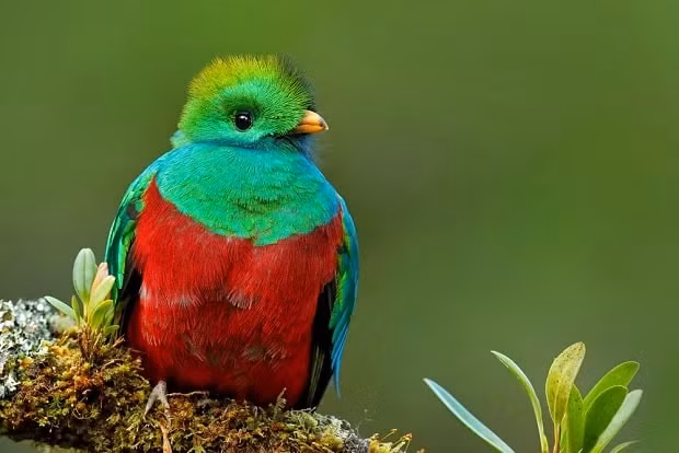 1. Chim quetzal là một loài chim ở Trung và Nam Mỹ thuộc họ Trogonidae. Chúng có cánh màu xanh da trời, mào tím và thân màu đỏ.