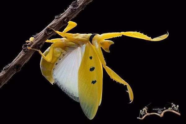 6. Bọ ngựa vàng là một loài bọ ngựa hoang dã nhỏ bé sinh sống tại vùng nhiệt đới châu Á. Chúng có màu vàng sáng trên cả thân và cánh, và được coi là loài bọ ngựa đẹp nhất trên thế giới.