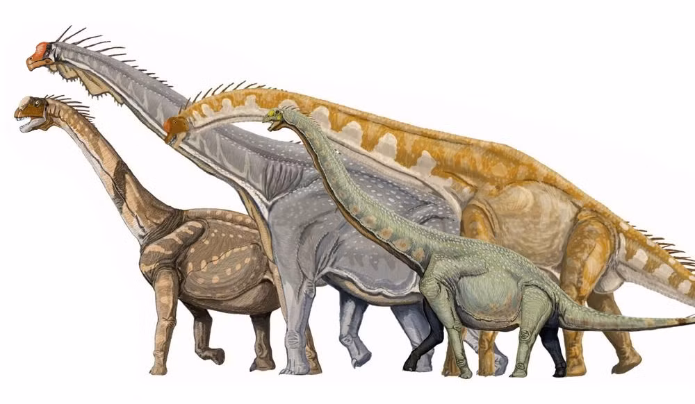Sauropoda, là một nhánh khủng long hông thằn lằn. Chúng đáng chú ý vì kích thước to lớn của một số loài, và là nhóm bao gồm các loài động vật lớn nhất từng sống trên cạn.