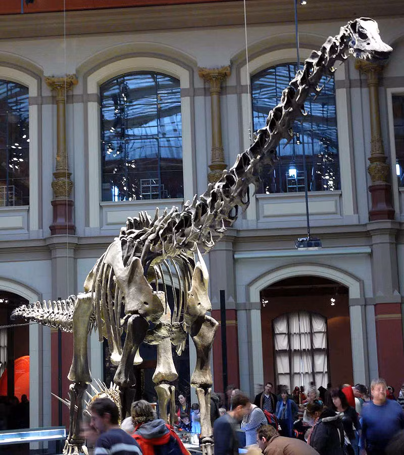 Sauropoda xuất hiện vào cuối kỷ Trias, thời mà chúng có phần giống với Prosauropoda là nhóm liên quan chặt chẽ (và có thể tổ tiên của Sauropoda).