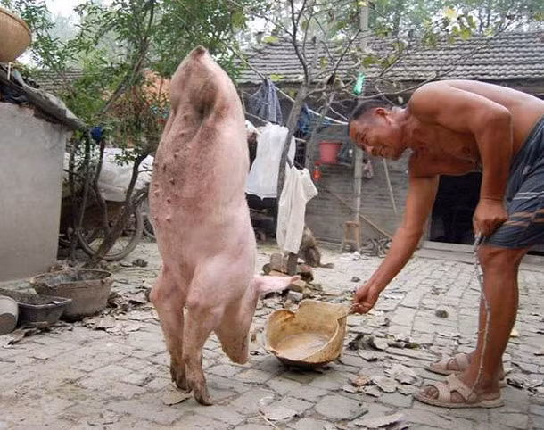 3. Một con lợn khuyết tật đã chào đời tại huyện Mộng Thành, tỉnh An Huy, Trung Quốc vào đầu năm 2011. Wang Xihai, chủ nhân của con lợn, cho biết lợn mẹ đã đẻ 9 con nhưng một con trong số đó không có 2 chân sau. Ông Wang bắt đầu huấn luyện nó di chuyển bằng 2 chân trước và kiên nhẫn thực hiện trong một thời gian dài. Cuối cùng, chú lợn có thể tự đi lại bằng đôi chân của nó. Nhiều người hiếu kỳ đã tới nhà ông Wang để chứng kiến nghị lực sống mạnh mẽ của con vật.