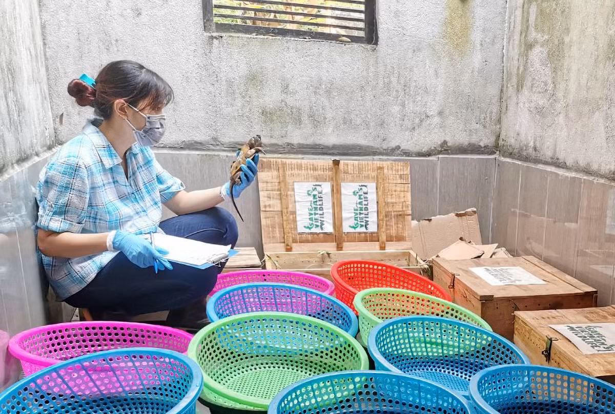 Hiện chúng đang được các nhân viên trung tâm cứu hộ Vườn quốc gia Pù Mát chăm sóc tích cực.