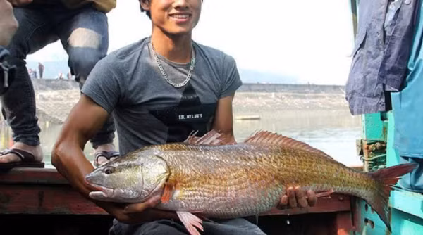 ‏Cá con sẽ bơi vào vùng nước ngọt sâu trong đất liền sinh sống, sau 1-2 năm sẽ tự trở về với biển. Cá trưởng thành kích thước có thể đạt đến 160cm, nặng trên 120kg, chiều dài tối đa có thể đạt được là 160cm.‏