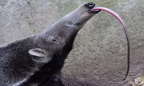 Đúng như tên gọi của nó là gấu ăn kiến, loài gấu này ăn kiến, mối và chiếc lưỡi dài dính, có gai nhỏ là “công cụ” vô cùng hiệu quả trong việc bắt mồi.