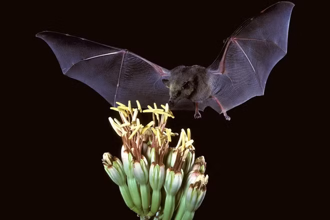 Trên thực tế, với chiếc lưỡi dài gần như gấp đôi chiều dài cơ thể, không có loài động vật nào trong giới tự nhiên đánh bại về tỉ lệ dài của lưỡi so với cơ thể của loài dơi hút mật này.