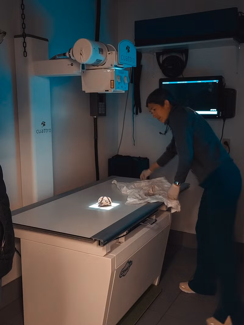 Theo kết quả của các chuyên gia, "xác ướp yêu tinh” 30.000 năm không tan rã thực chất là một con sóc đất Bắc Cực cổ đại. (Ảnh: YBIC)