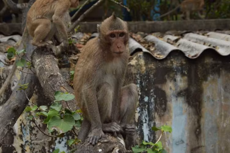 Khỉ đuôi dài (Macaca fascicularis), thuộc nhóm IIB trong danh mục động vật rừng nguy cấp, quý hiếm.