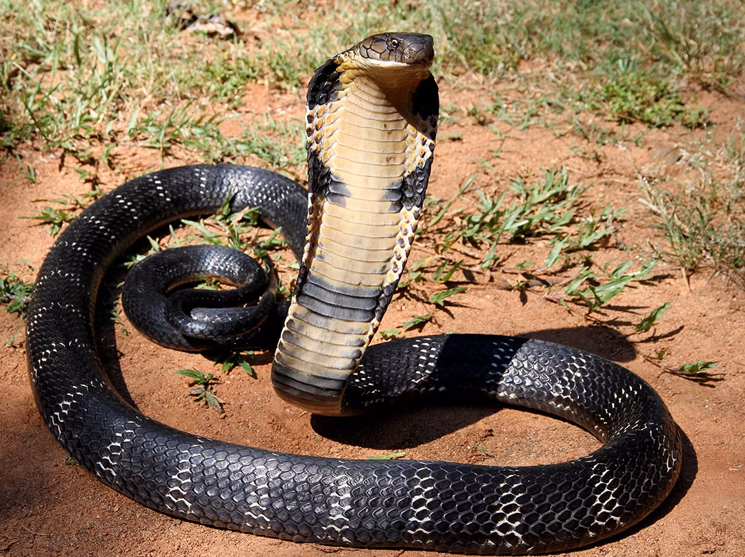 8. Ophiophagus hannah (Rắn hổ mang đen): Là một loài rắn độc lớn được tìm thấy ở Nam Á và Đông Nam Á, chúng có cặp răng độc lớn và bộ lông đen toàn thân thể hiện sức mạnh và độc ác.