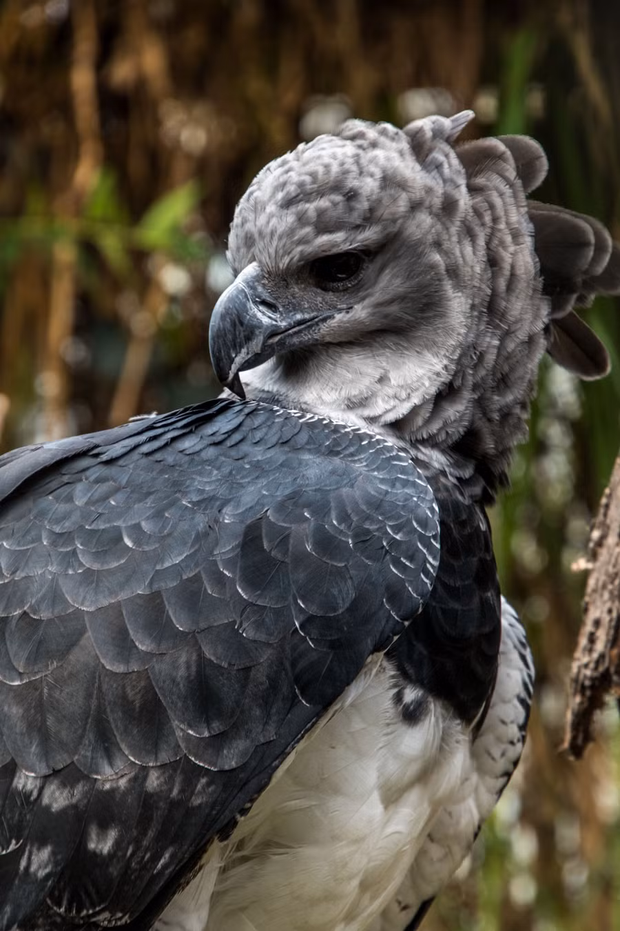 7. Aguila harpyja (Đại bàng đen): Là loài đại bàng lớn nhất ở Trung và Nam Mỹ với bộ lông màu đen ánh xanh. Chúng sống ở rừng nhiệt đới và thường được xem như linh vật của sự quyền uy và năng lực.