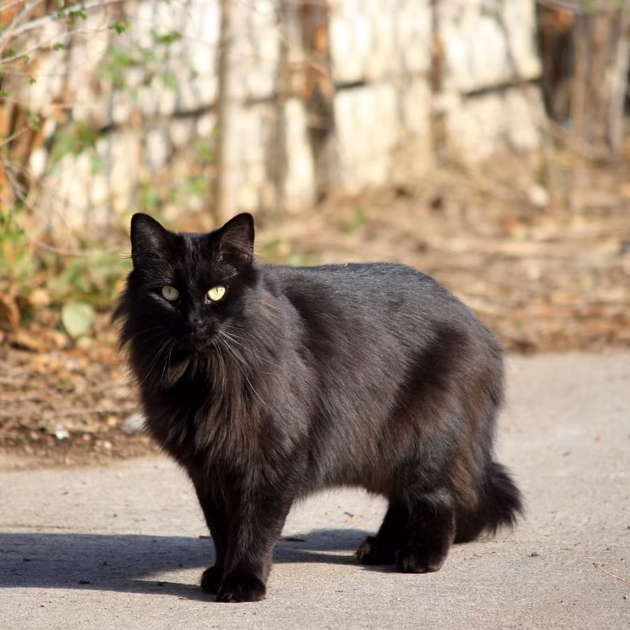 4. Felis catus (Mèo đen): Là một loài mèo có bộ lông đen ánh trắng. Trong nhiều nền văn hóa, mèo đen được xem là biểu tượng của điềm xấu và xui xẻo.