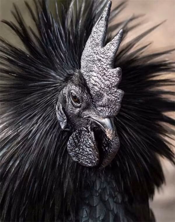 11. Gà Ayam Cemani: được coi là một trong những loài gà quý hiếm nhất thế giới, bởi những đặc điểm độc nhất vô nhị của nó. Màu đen chủ đạo chính là điều kì diệu nhất mà loài gà này có.