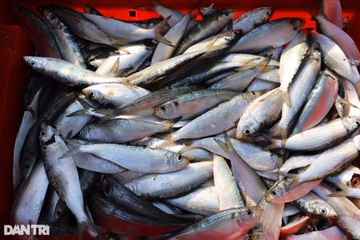 Cá trích da hơi xanh, thân dài, nhiều xương nhỏ, giá bán ngay tại bến hiện nay 15.000-17.000 đồng/kg, tùy kích cỡ. Loại này dùng để chế biến gỏi, nướng, chiên, phơi khô, làm cá hộp…