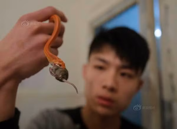 Cậu cũng đầu tư mua hệ thống sưởi ấm bằng nhiệt chuyên nghiệp cho thú cưng của mình, thậm chí còn xây dựng lồng ấp trứng để có thể đón các "bé rắn" mới sắp chào đời.