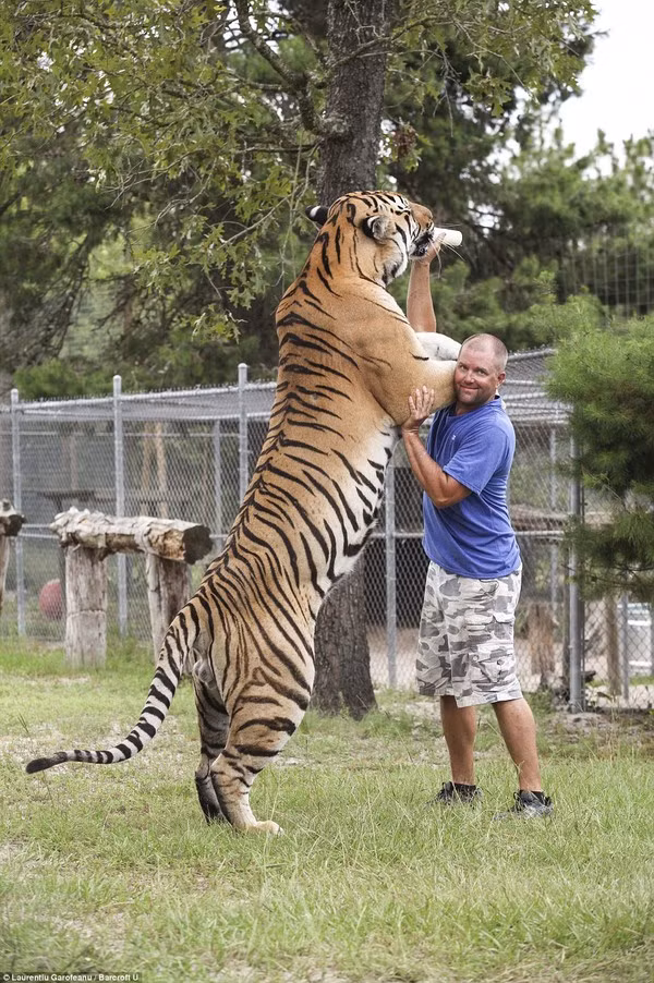Anh Carl Bovard, 43 tuổi, đang chăm sóc một con hổ tại sân vườn của gia đình ở bang Florida, Mỹ.