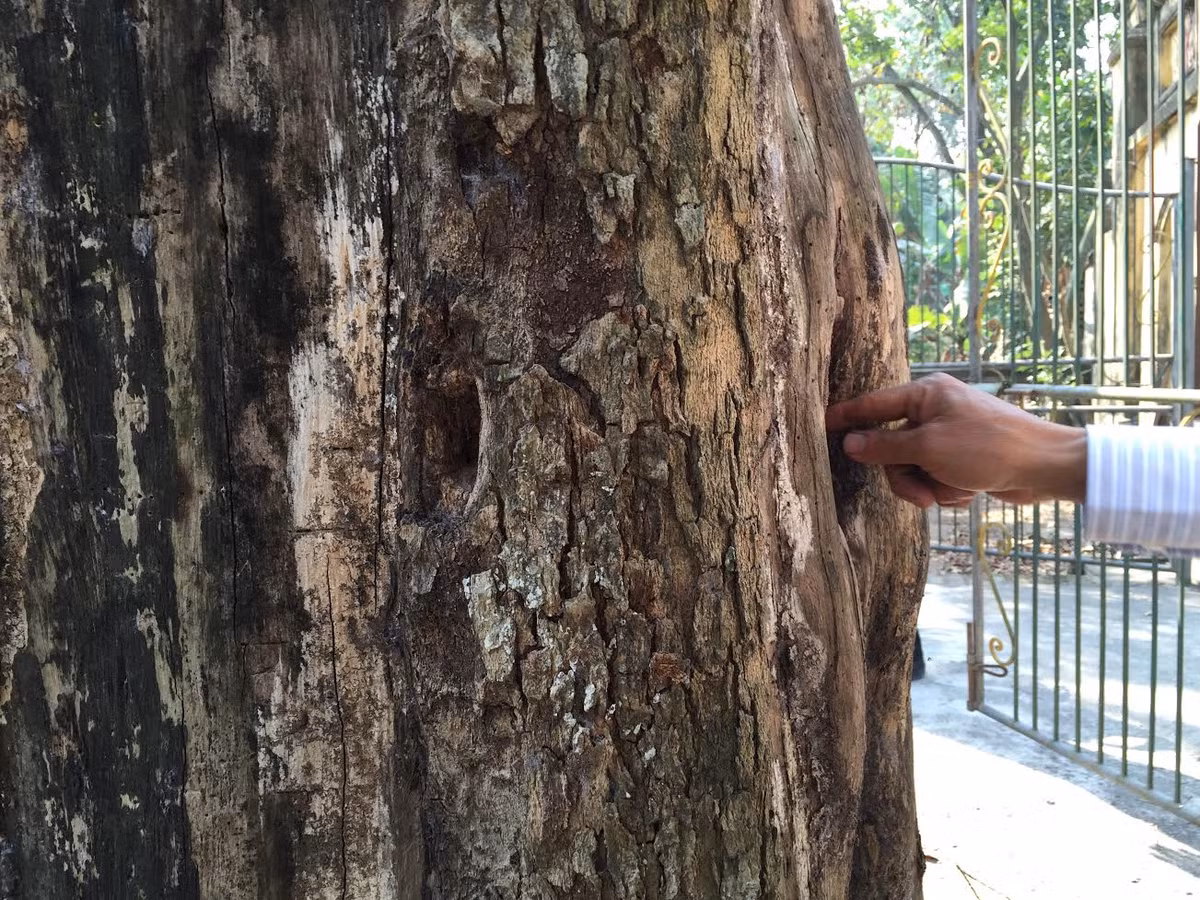 Tại cuộc họp ngày 8/8/2016 được tổ chức tại nhà văn hóa thôn Đông Cốc về vấn đề này, ngay khi trưởng thôn Đông Cốc thông báo biên bản bán đấu giá cây sưa với giá 24,5 tỷ đồng, các cụ cao tuổi trong làng đã nêu ý kiến không đồng ý việc bán cây sưa. Trong biên bản cuộc họp, đáng chú ý là ý kiến ông Nguyễn Văn Cử, người dân thôn Đông Cốc: “Cây sưa ở đình Đông Cốc đã có nhiều người trả với giá 49 tỷ. Khi đó người dân đòi bán để xây dựng nông thôn mới, trùng tu lại đình mà không đồng ý bán. Nay lại bán cây với giá 24,5 tỷ là quá rẻ”.