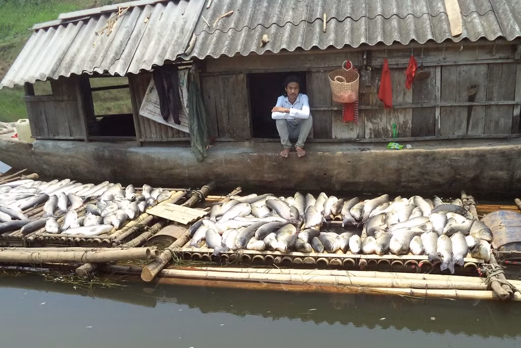 Trước sự việc cá chết hàng loạt trên sông Bưởi, UBND tỉnh Thanh Hóa đã có báo cáo gửi Thủ tướng Chính phủ. UBND tỉnh Thanh Hóa kiến nghị Thủ tướng Chính phủ giao Bộ Tài nguyên và Môi trường (TN&amp;MT) hỗ trợ tỉnh Thanh Hóa xác định nguyên nhân và mức độ ô nhiễm và biện pháp xử lý môi trường nước sông Bưởi; giao Bộ Công an chỉ đạo Công an tỉnh Thanh Hóa, Công an tỉnh Hòa Bình tiến hành điều tra, xử lý vụ việc theo quy định của pháp luật. Sở TN&amp;MT Thanh Hóa đã phối hợp với Sở TN&amp;MT Hòa Bình phát hiện nhà máy đường Hòa Bình xả thải chưa qua xử lý ra sông Bưởi gây ô nhiễm nguồn nước. Ảnh Zing.
