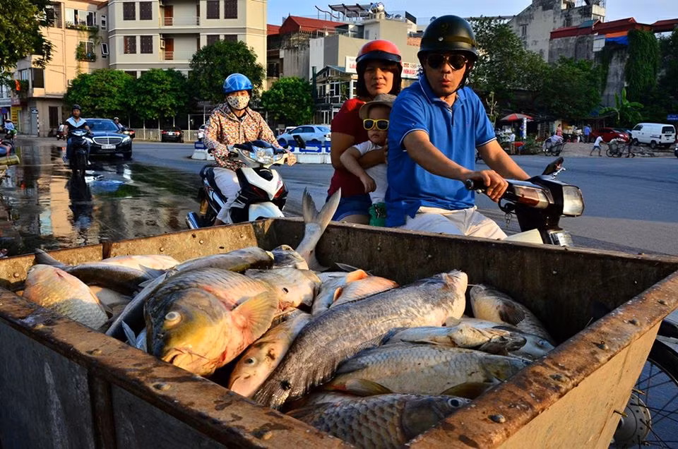 Ông Hoàng Trung Hải, Bí thư Thành ủy Hà Nội đã yêu cầu các cơ quan chức năng trên địa bàn không để vụ việc cá chết ở hồ Tây tái diễn và cho biết Bộ Công an đã vào cuộc để làm rõ nguyên nhân. Ảnh Hải Ninh.