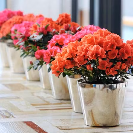 Đỗ quyên là cây ưa mát, có bộ rễ phát triển khá mạnh, nên không rất sợ hạn và không chịu được ngập úng lâu. Cần chọn chậu cân đối với cây, chậu to thì sẽ phải có nhiều đất hơn và lượng nước tưới cũng cần nhiều hơn.
