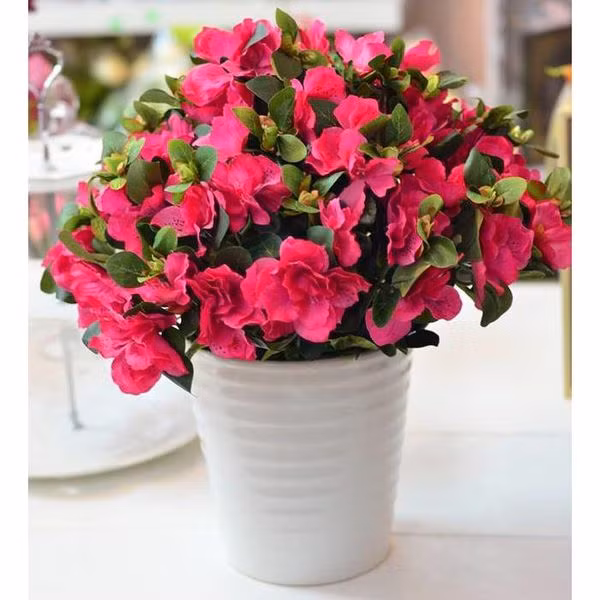 Nên chọn chậu có lỗ ở đáy chậu to, miệng rộng để dễ thoát hơi nước. Thời gian tưới nước tốt nhất là sáng sớm hoặc chiều mát, và chỉ tưới khi đất trên mặt chậu bắt đầu khô, se lại.