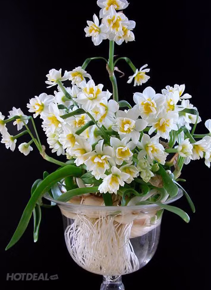 Tốt nhất chọn các hòn sỏi có kích thước đồng đều, rửa thật sạch sau đó xếp ở đáy bình thủy tinh, đặt củ thủy tiên thẳng đứng lên trên rồi tiếp tục xếp các hòn sỏi khác xung quanh lấy chỗ cho rễ củ len xuống.