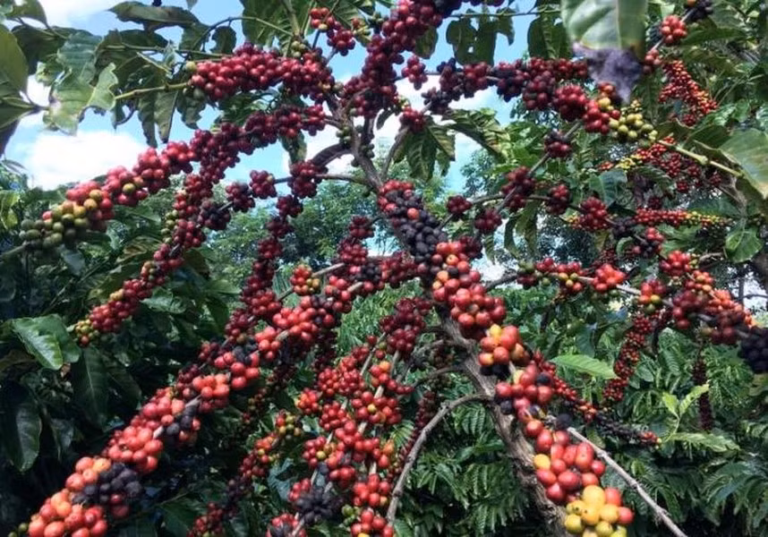 Loài chim lạ thải ra đặc sản đắt đỏ nhất thế giới, 40 triệu đồng/kg - Hình 2 Loai chim la thai ra dac san dat do nhat the gioi, 40 trieu dong/kg-Hinh-2