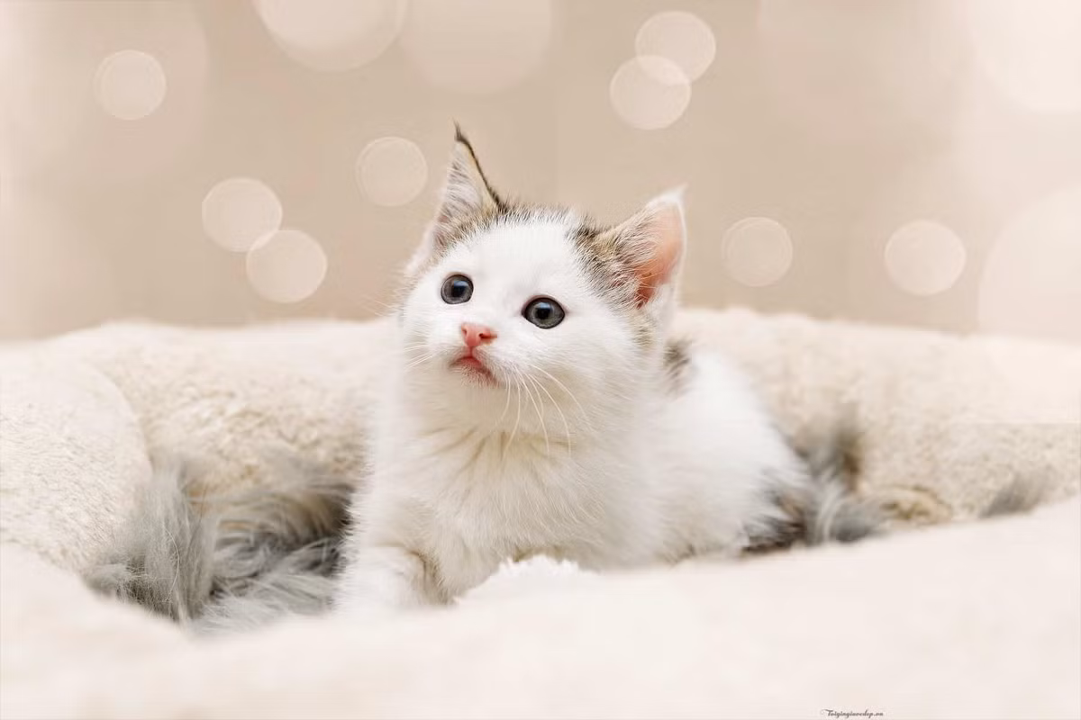 Tuần mới 27/11-3/12: 2 tuổi nhân đôi phúc lộc, 1 tuổi ngồi không cũng gặp họa - Hình 3 Tuan moi 27/11-3/12: 2 tuoi nhan doi phuc loc, 1 tuoi ngoi khong cung gap hoa-Hinh-3