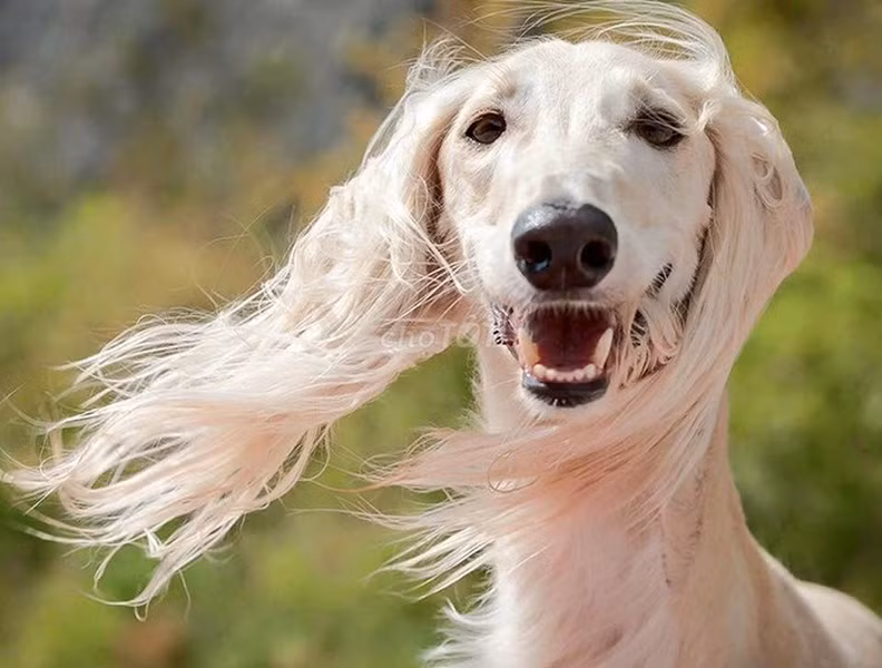 Saluki là giống chó có nguồn gốc từ thời các vị Pharaoh của Ai Cập cổ đại. Chúng chủ yếu được nuôi bởi tầng lớp quý tộc, hoàng thân, quốc thích Ai Cập thời bấy giờ