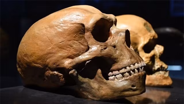 Lai người: Con người hiện đại (Homo sapiens) từng sống cùng với các dòng dõi loài người khác như người Neanderthal và người Denisovan bí ẩn. DNA của người Neanderthal và Denisovan có trong bộ gen của chúng ta đã chứng minh loài người hiện đại đã giao phối với những giống người cổ xưa khác trước khi họ tuyệt chủng. Hộp sọ của người Neanderthal (Ảnh: Shutterstock)