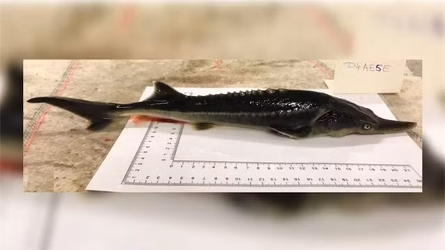 Sturddlefish: Các nhà khoa học Hungary đã vô tình tạo ra loài cá lai “không thể có” vào năm 2019 bằng cách lai cá tầm Nga vây nhọn (Acipenser gueldenstaedtii) và cá mái chèo Mỹ mũi dài (Polyodon spathula). Hai loài này đã không có cùng nguồn gốc trong 184 triệu năm và thậm chí còn không thuộc cùng một họ. Ảnh: Genes 2020