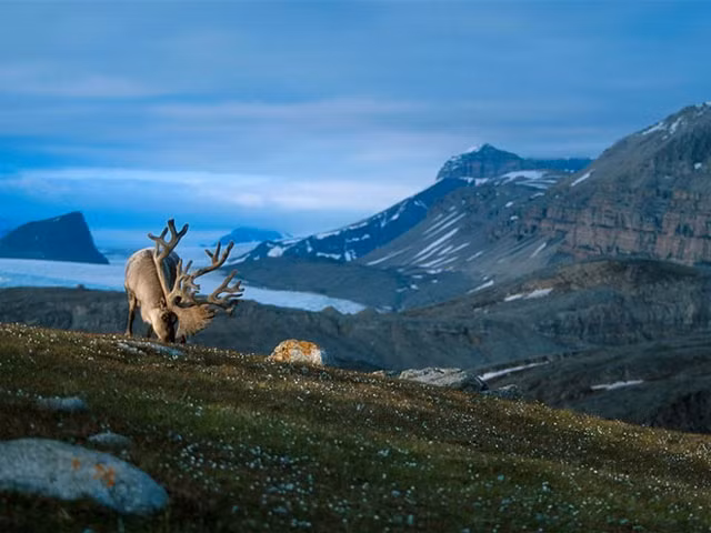 Vùng Svalbard có nhiều tuần lộc và bạn sẽ thấy cảnh quen thuộc này trong phim Frozen.