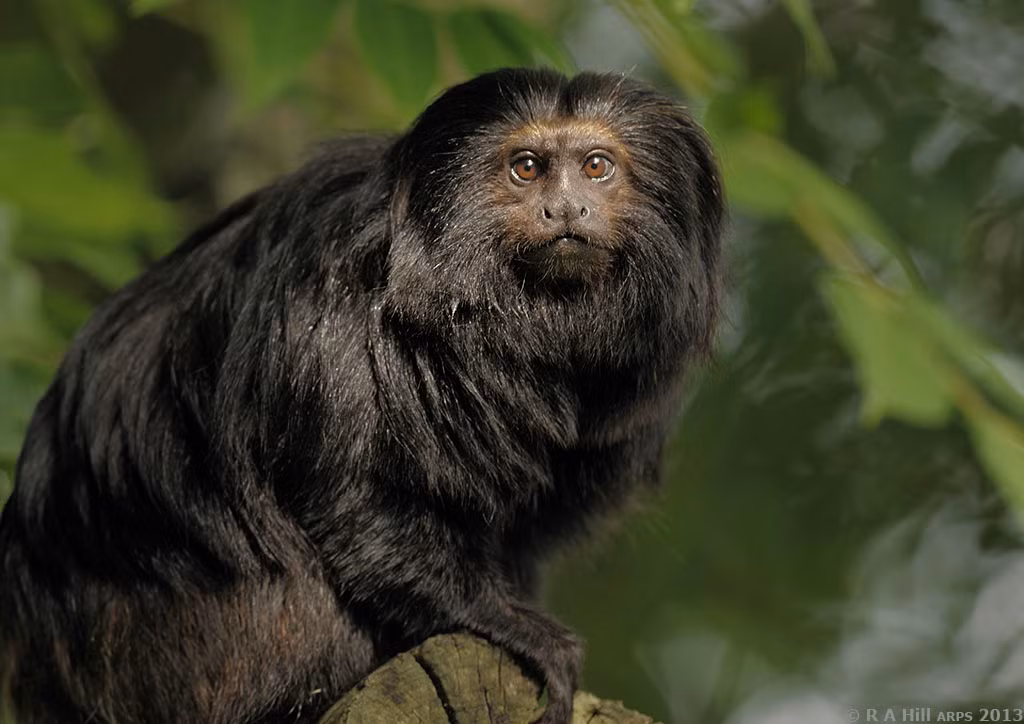 Loài khỉ sư tử mặt đen Tamarin được cho là đã tuyệt chủng trong gần 50 năm cho đến khi chúng được tái phát hiện vào năm 1972.