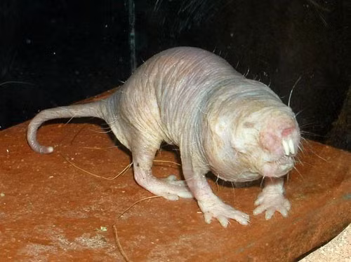 Chuột chũi trụi lông (tên khoa học: Heterocephalus glaber) được các chuyên gia đánh giá là sinh vật cực xấu nhưng có chỉ số “siêu năng lực” kỳ lạ nhất trong số các động vật có vú.