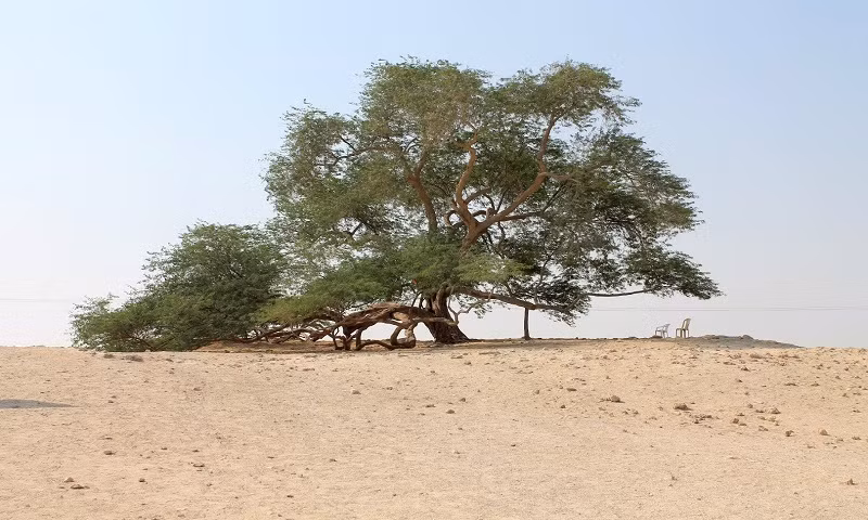 Cây sinh mệnh nằm ở quốc đảo Bahrain có tuổi thọ 400 năm tuổi. Nó là một trong những cây có bộ rễ sâu nhất thế giới.