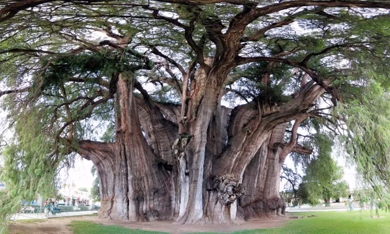 Cây bụt mọc Montezuma ở trong sân nhà thờ ở Oaxaca, Mexico là một trong những thân cây lớn nhất và "mập mạp" nhất trên Trái đất. Theo ước tính, cây này đã tồn tại khoảng 300 năm.