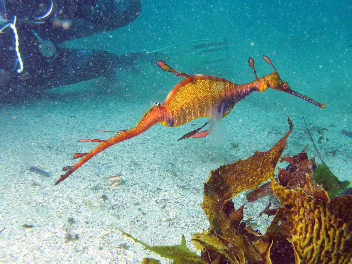 Cá rồng biển có họ hàng với cá ngựa (sea horse). Không chỉ có nhiều nét tương đồng giống hình dáng, cá thể rồng biển đực cũng chịu trách nhiệm mang thai.