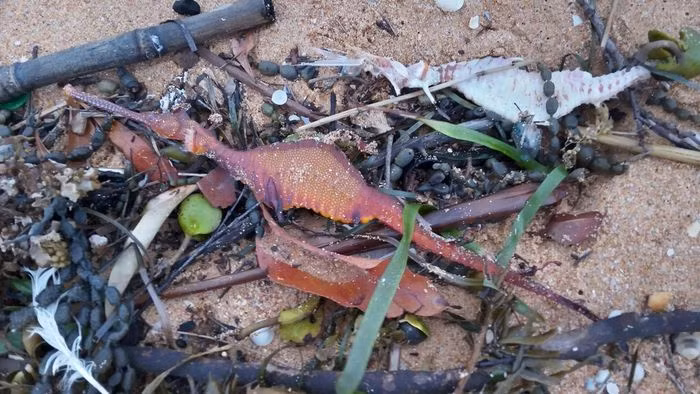 Mới đây, dư luận xôn xao khi hàng chục sinh vật lạ trôi dạt vào nhiều bãi biển Australia. Chúng có hình thù kỳ dị và màu sắc nổi bật như cam, vàng, tím... Theo các chuyên gai, chúng là những con rồng biển.