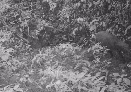 Theo các nhà khoa học WWF, ước tính số lượng sao la trong môi trường tự nhiên dao động trong khoảng từ 10 - 100 cá thể.