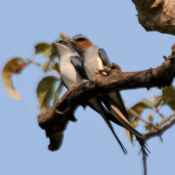 Loài chim xuất hiện trong video đó được xác định là một con yến mào (có tên khoa học là Hemiprocne coronata).