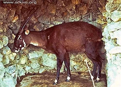Vào tháng 5/1992, Sao la được phát hiện lần đầu tiên trên thế giới tại Vườn quốc gia Vũ Quang, Hà Tĩnh, nằm gần biên giới Việt - Lào. Khi ấy, các nhà khoa học thuộc Bộ Lâm nghiệp Việt Nam cũ (nay là Bộ Nông nghiệp và Phát triển Nông thôn) và Quỹ Quốc tế Bảo vệ Thiên nhiên (WWF) đã phát hiện loài thú quý hiếm này.
