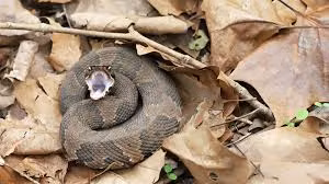 Rắn Cottonmouth chủ yếu săn mồi sau khi trời tối. Thức ăn của chúng gồm cá, chim, động vật lưỡng cư, bò sát, thậm chí là một số con rắn nước nhỏ.
