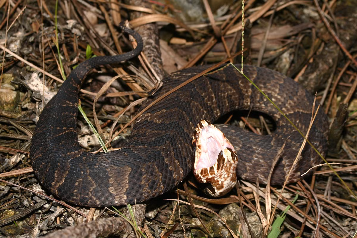 Theo các chuyên gia, Cottonmouth là loài duy nhất thuộc họ rắn lục sống bán thủy sinh, gần nguồn nước.