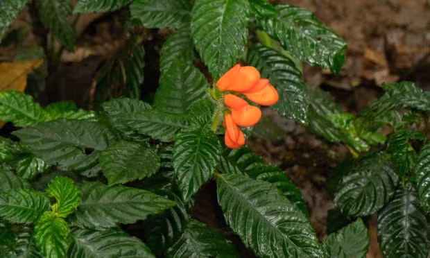 Phat hien loai hoa dai tuong da tuyet chung o Ecuador tu 40 nam truoc