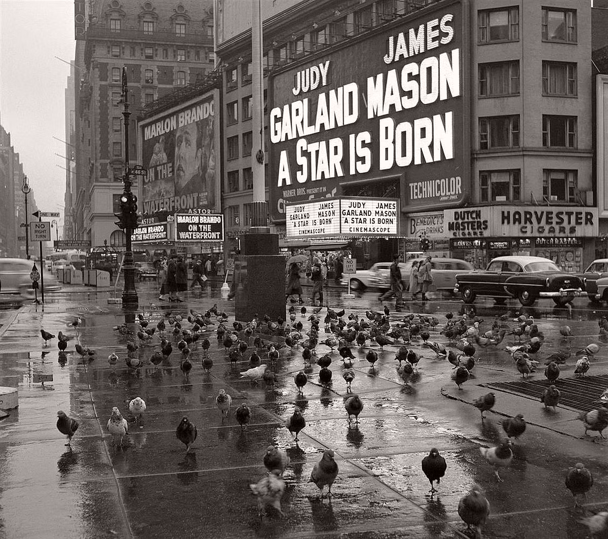 Bầy chim bồ câu đậu ở khu vực Quảng trường Times ở New York trong một ngày mưa gió năm 1954.