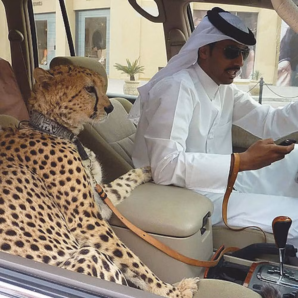 Giới nhà giàu Dubai thường có sở thích nuôi thú cưng là một số loài động vật hoang dã như hổ, báo, sư tử,... Tuy nhiên, động vật hoang dã vốn dĩ vẫn thuộc về môi trường thiên nhiên hoang dã và người ta không thể thay đổi quy luật của tự nhiên.