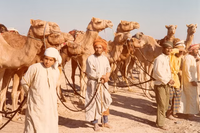 Người dân Oman dắt theo những chú lạc đà.